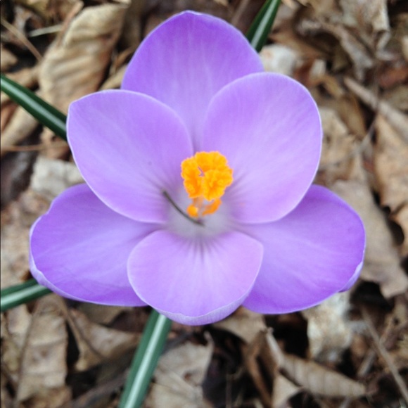 Meet your Posher, Sam - Picture 1 of 1